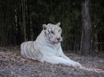 Un tigre blanco en Africam Safari