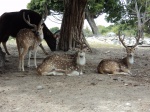 Los ciervos en Africam Safari