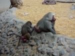 Los monos en Afriam Safari