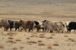 Un rebaño de yaks en Altai
Altai, rebaño, yaks