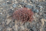 Una planta en Altai
Altai, planta