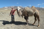 Un camello en Altai