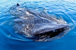 Whale Shark