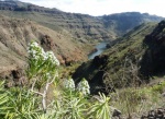 Ayagaures
Ayagaures, Presa, Gran, Canaria