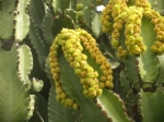 Cardón Canario
Cardón, Canario, Euphorbia, Canariensis