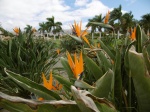 Strelitzias
Strelitzias, Parque, Maspalomas