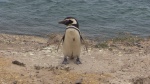 Pingüino de Magallanes