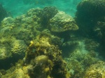 Fondo marino Senggigi Lombok
