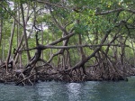 Manglares en Los haitises