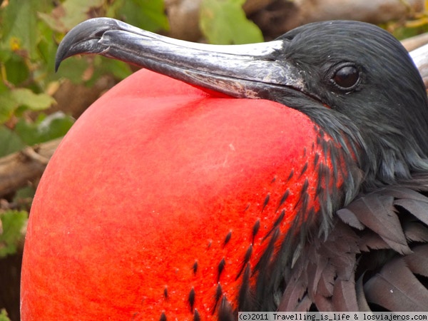 Fragata macho
Fragata macho exhibiendo su rojo pecho ante las hembras en la isla de Seymour Norte, Islas Galápagos
