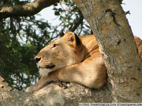 No me molesten que quiero dormir!!! Uganda
Primer plano de una somnolienta leona en lo alto de un árbol. Ishasha - P.N. Queen Elizabeth. Uganda
