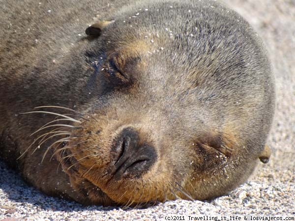 Sleeping beauty
Bella fotografía de una loba marina de 1 pelo durmiendo tranquilamente en la playa de la Lobería, Isla de San Cristobal, Galápagos
