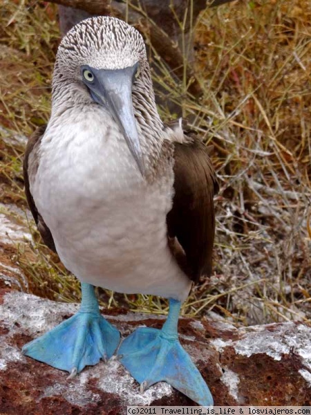 Piquero de patas azules
Ejemplar macho de piquero de patas azules, magnífico alcatraz pescador muy abundante en las Islas Encantadas. Isla Seymour Norte, Galápagos
