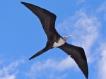 Fragata en pleno vuelo
Fragata, Islas Galápagos