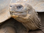 Primer planazo de Galápago
Galápago, Islas Galápagos