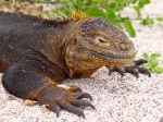 Iguana de tierra
Iguana, Islas Galápagos