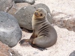 Lobo marino de 2 pelos
leon marino, sea lion, Galapagos, San Cristobal