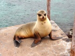 Lobo marino de 2 pelos (macho adulto)
lobo marino de dos pelos, sea lion, Galapagos, San Cristobal