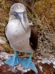 Piquero de patas azules