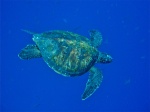 Tortuga carey
Sea turtle, tortuga carey, Galápagos