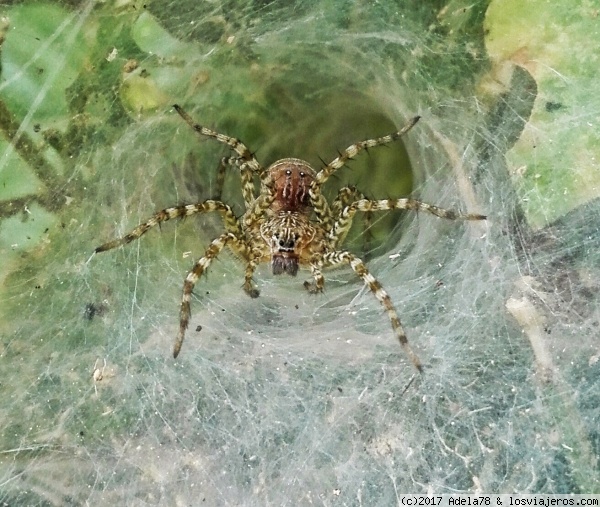 Araña en Laos
Araña en Laos
