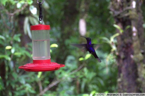 colibri
colibri
