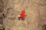 Ranita
Costa Rica, Rana, ancas, azules, azul, ranita, roja, frog, blue