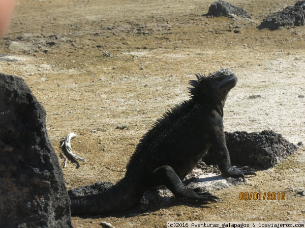 IGUANA MARINA EN GALÁPAGOS
Iguana Marina tomando sol en la Isla Santa Fé- Galápagos, te puedes acercar mucho sin tener inconvenientes! es una excelente foto.
