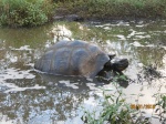 TORTUGAS GALAPAGOS
Tortugas