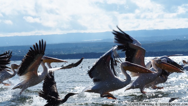 Pelicanos
Pelicanos
