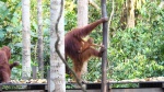 Oranguntanes en Borneo