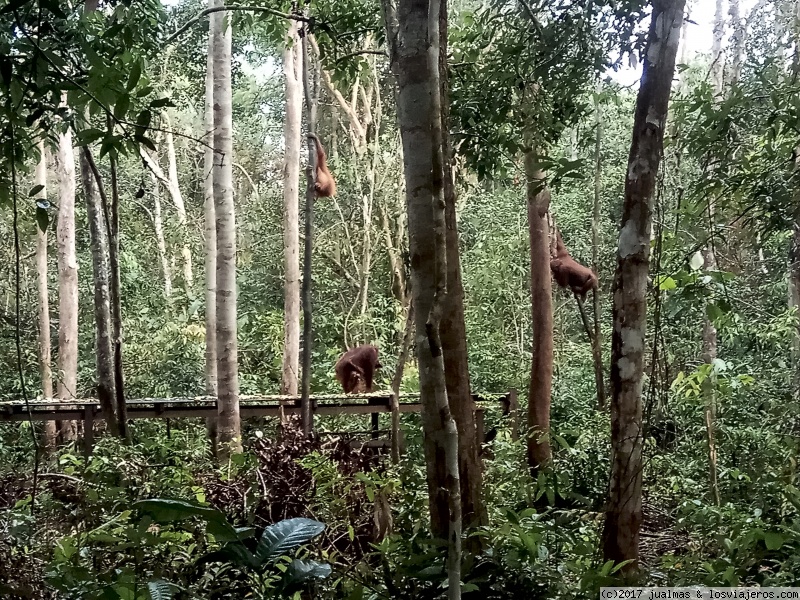 3 SEMANAS EN INDONESIA viajando solo Java, Borneo y Bali - Blogs de Indonesia - Borneo en klotok viendo orangutanes (5)