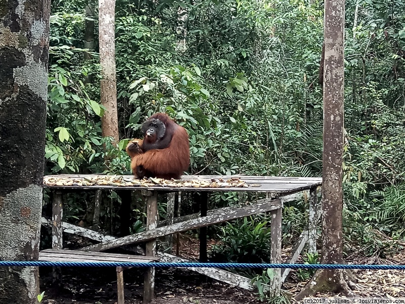 3 SEMANAS EN INDONESIA viajando solo Java, Borneo y Bali - Blogs de Indonesia - Borneo en klotok viendo orangutanes (7)