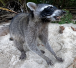 Mapache
mapache, animales, costa rica, pura vida