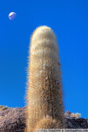 Captus
Captus sacada en Bolivia
