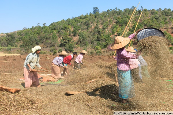 Cosechadores
Myanmar, Cosechadores
