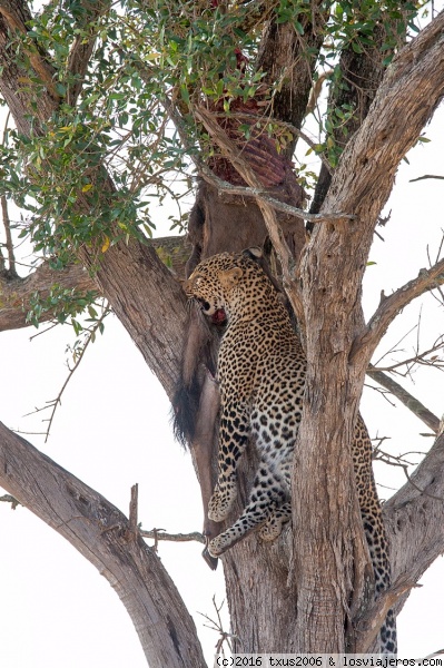 Leopardo
Un Leopardo comiendo a su presa. Increible como la ha podido subir hasta allí que era tan grande como él.
