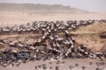 Emigración de ñus
Emigración, Masai, Mara