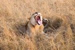 Colmillos de león
León, abriendo boca, colmillos
