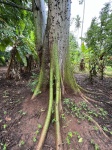 Arbol Spice Farm