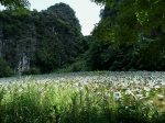 paisajes Ninh Binh
Ninh, Binh, Paisajes, paisajes