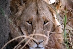 SIMBA EN SERENGETI
SIMBA, SERENGETI, Nuestro, Serengeti, regalo, justo, cuando, abandonábamos, leones, jóvenes, descansando, tranquilamente