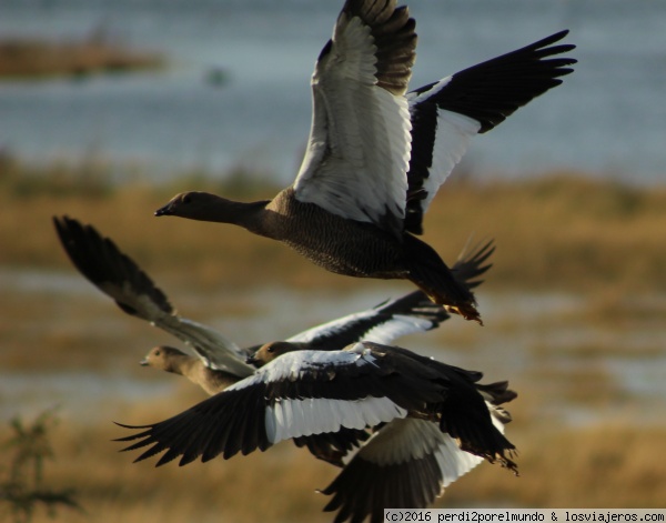 EL CALAFATE
AVES EN EL CALAFATE
