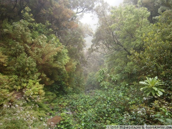 Madeira, plena selva
La selva de Madeira
