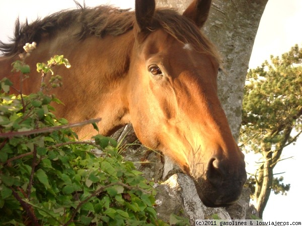 Caballo de El Burren
Precioso caballo que vimos asomando por una valla por la zona de El Burren
