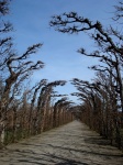 The garden of Schonbrunn