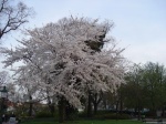 Arbol del Parque Stadpark en Viena