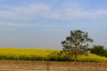 Campos de Francia
Francia Campo