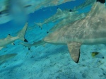 Tiburon Punta negra Bora Bora