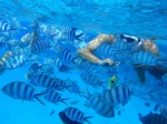 Peces no pirañas Bora Bora